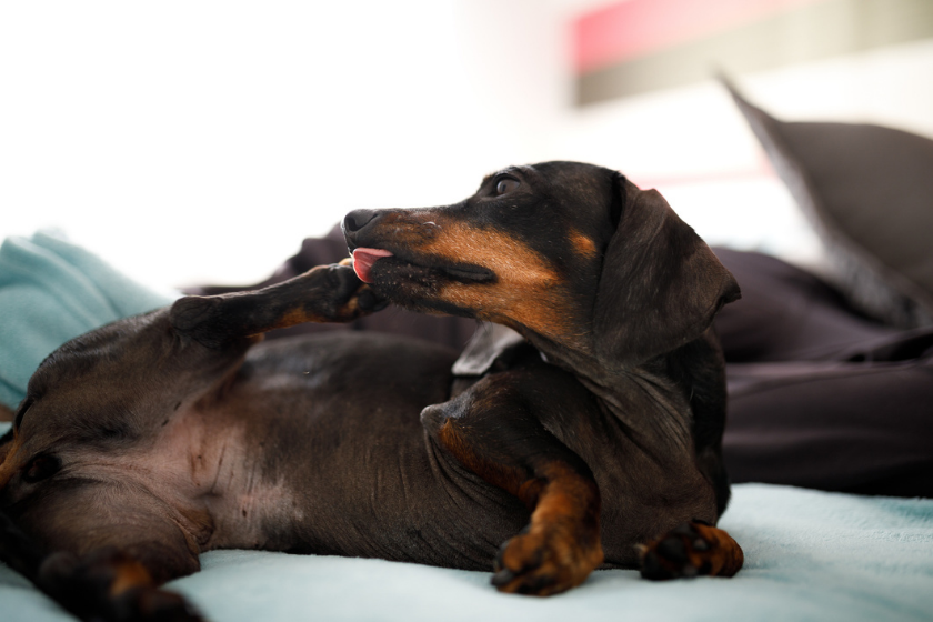 Paw Licking in Dogs: A Red Flag for Underlying Health Issues