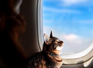 Mittens the Cat Endures Three Flights After Being Overlooked in Plane Cargo Hold