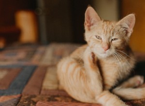 Cat Scratch Causes Fatal Blood Loss in Diabetic Man