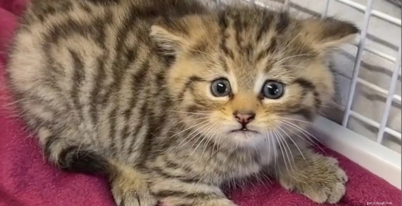 Gato selvagem confundido com gatinho:incidente no abrigo destaca o perigo de identificação incorreta de animais selvagens 