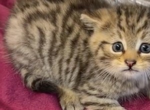 Wildcat Mistaken for Kitten: Shelter Incident Highlights Danger of Misidentifying Wild Animals