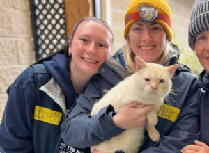 Cat Survives Hurricane Helene Floods, Escapes Thanks to Quick Reflexes and Hidden Well