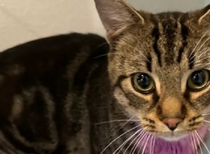 Washington Woman Arrested After Alleged Cat Strangulation Incident