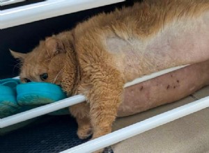 Viral Rescue Cat Crumbs Trapped While Trying to Escape Diet Center