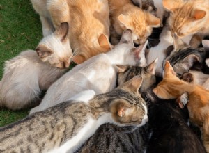 New York’s 100-Year-Old Cat Colony Faces Extinction Amid Willets Point Redevelopment