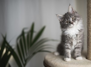Top 10 Fluffy Cat Breeds for Cuddling Comfort