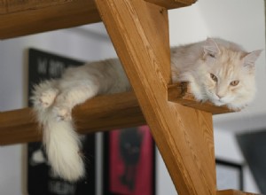 17 Cat Breeds That Make Great Companions for Dogs