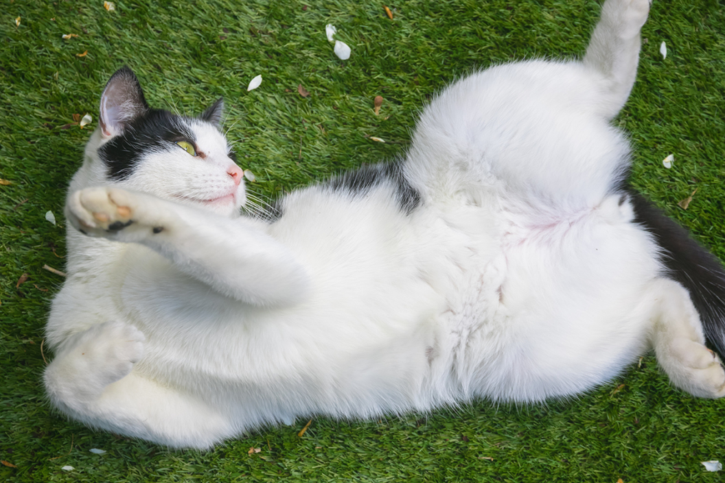 Why Your Cat’s Belly Is Sagging: The Real Causes Explained