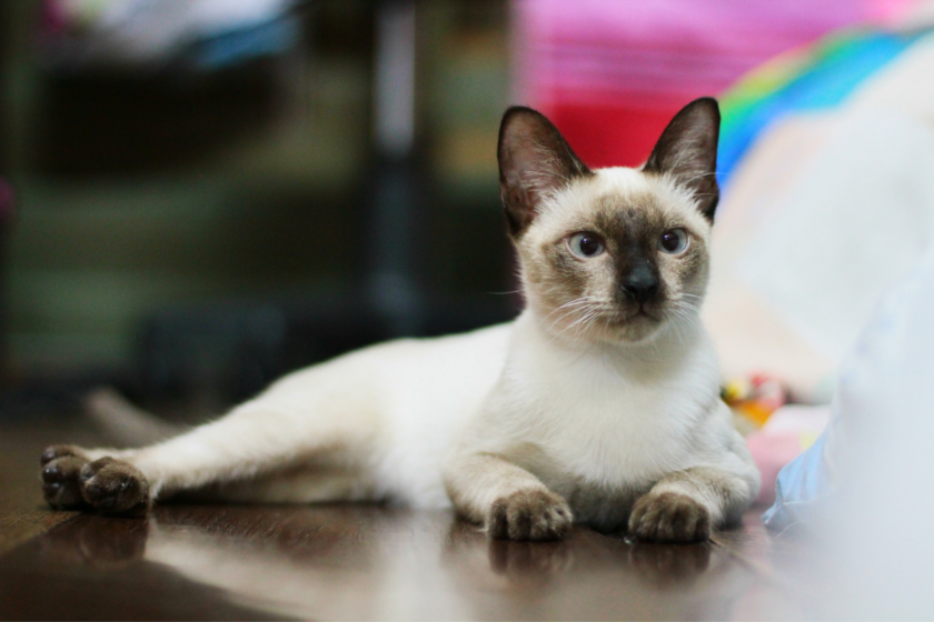 10 Cat Breeds With Independent Temperaments: Why They May Avoid Petting