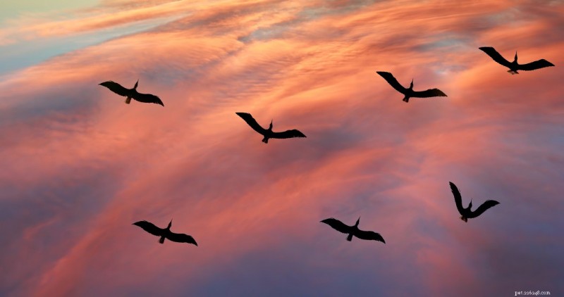 Cientistas alertam:o impacto das alterações climáticas na migração das aves ameaça o bem-estar humano 