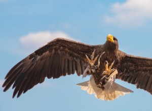 Scotland Farmer Blames Large Eagles for Missing Ponies