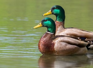 10 Fascinating Facts About Ducks That Will Surprise You