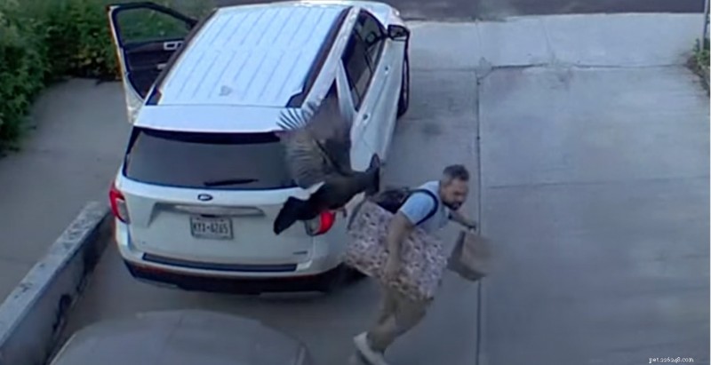 Peru selvagem ataca homem perto de casa em Nova York em incidente inesperado 