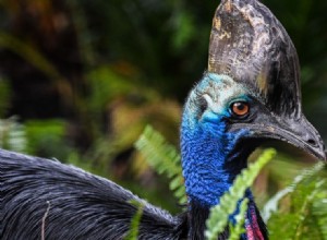 Mother and Child Escape Narrow Encounter with Australia s Deadly Cassowary