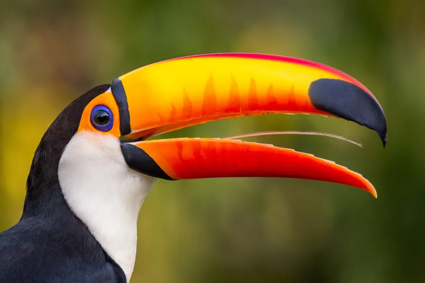 12 Captivating Toucan Facts That Explain Why They’re the World’s Most Fascinating Birds