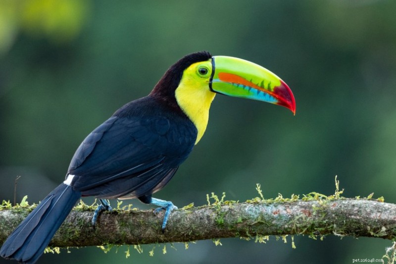 12 fatti accattivanti sui tucani che spiegano perché sono gli uccelli più affascinanti del mondo 