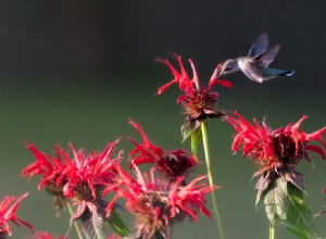 12 Proven Plant Choices to Attract Hummingbirds This Season