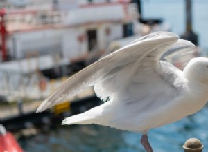 Jeep Driver Sentenced to 30-Day Jail Term for Killing 25 Seagulls on Beach