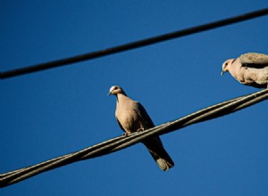 California Residents Report Unexplained Bird Explosions: Authorities Investigate