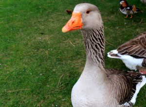 Students Locked in Dorm for Days After Encounter with Aggressive Geese in Waterloo