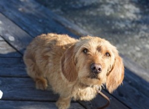 Can Dogs Detect Cancer in Humans? Proven Science and Training Techniques