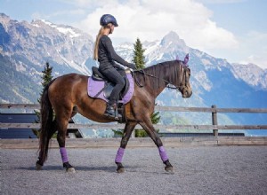 Horses vs. Dogs: Unveiling the Truth About Their Intelligence