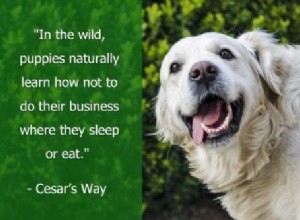 The Ultimate Puppy Training Guide: 101 Expert Tips, Books & Products