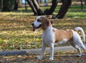 Effective Beagle Puppy Training: Easy, Proven Techniques