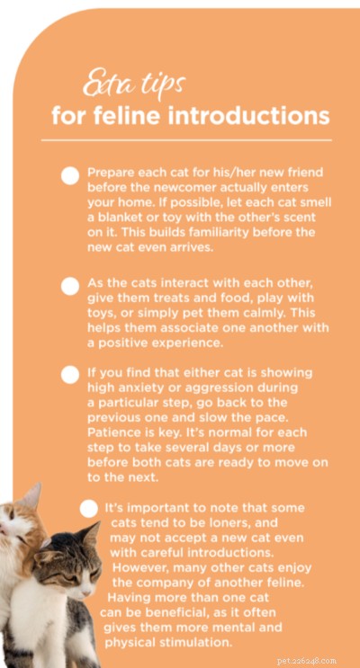Apresentações perfeitas para gatos:6 etapas comprovadas para harmonizar seu gato atual com um novo companheiro 