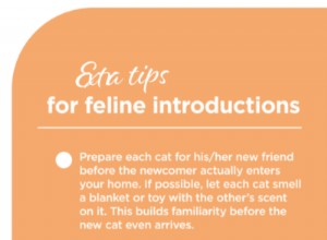 Seamless Cat Introductions: 6 Proven Steps to Harmonize Your Current Cat With a New Companion