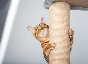 Why Cats Scratch: Understanding the Natural Instinct and Protecting Your Furniture