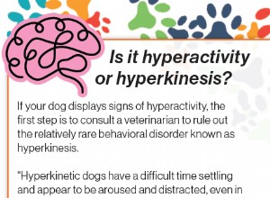 Canine Hyperactivity: Understanding Dog ADHD and Effective Management