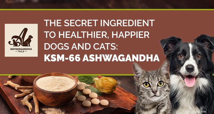 Ashwagandha:Přirozené řešení úzkosti ze separace psů 