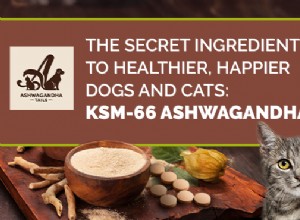 Ashwagandha: A Natural Solution for Canine Separation Anxiety
