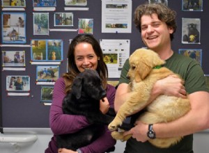 Netflix Series Shows Puppies Who Ask for Help Become Top Service Dogs