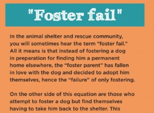 Essential Training & Behavior Tips for Foster Dogs: Boost Adoption Success