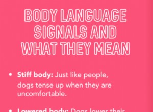 Decode Your Dog’s Body Language: A Guide to Understanding and Responding to Their Signals