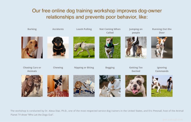 Corsi di addestramento per cani online premium tenuti da esperti certificati 