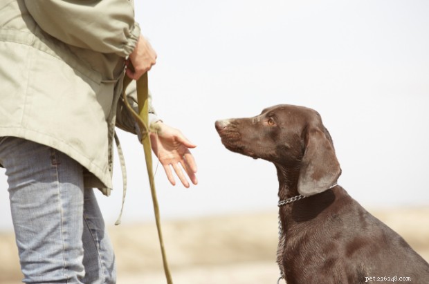 Corsi di addestramento per cani online premium tenuti da esperti certificati 