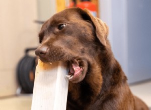 Why Veterinary Experts Warn Against Bitter Anti‑Chew Sprays for Puppies