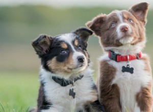 Is It Wise to Adopt Two Puppies at Once? Pros, Cons, and Tips