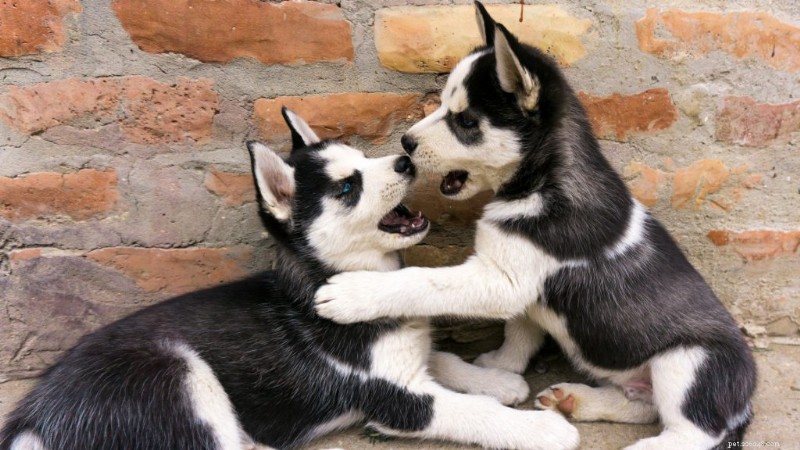 Is het verstandig om twee puppy’s tegelijk te adopteren? Voors, tegens en tips 