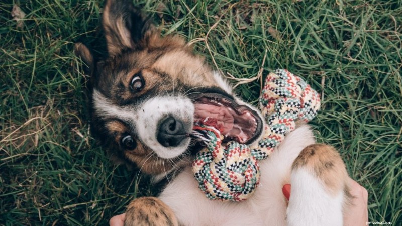 Is het verstandig om twee puppy’s tegelijk te adopteren? Voors, tegens en tips 