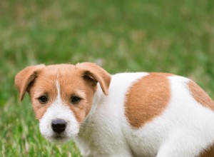 When to Start Potty Training Your Puppy: Expert Tips for Success