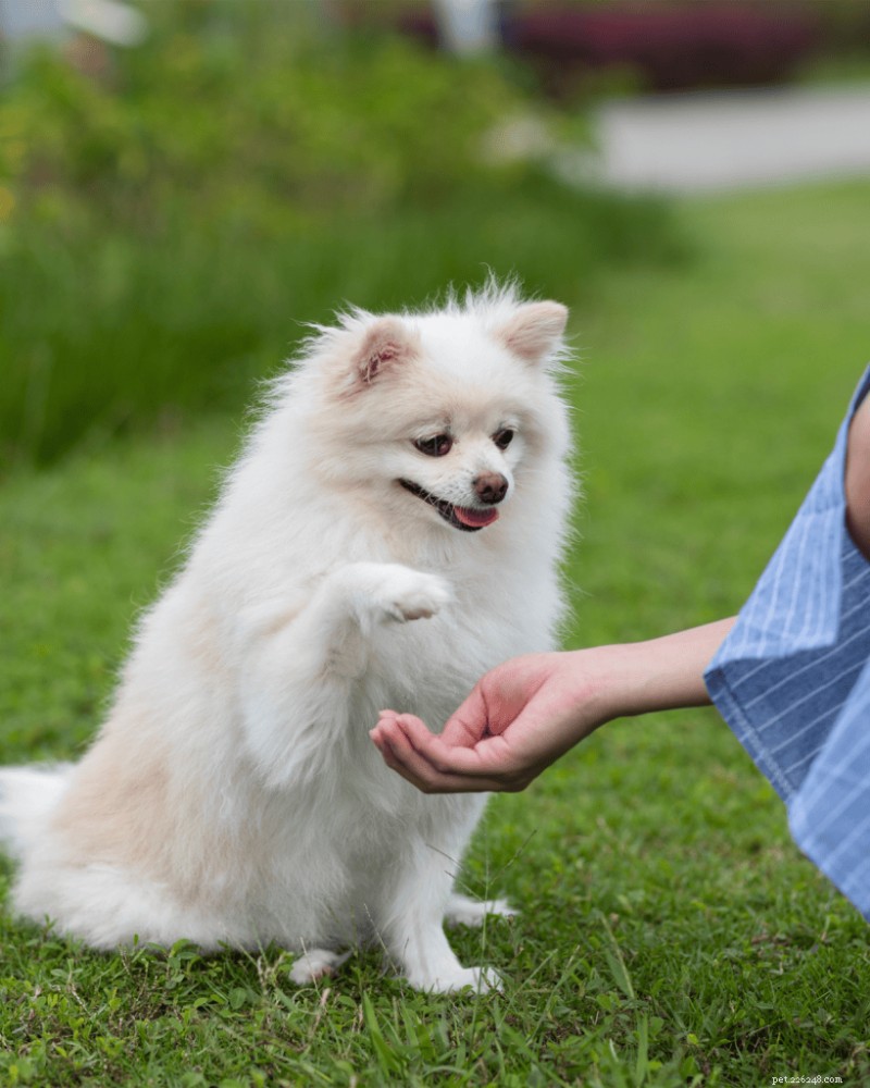 Quand commencer à entraîner votre chiot à la propreté :conseils d experts pour réussir 