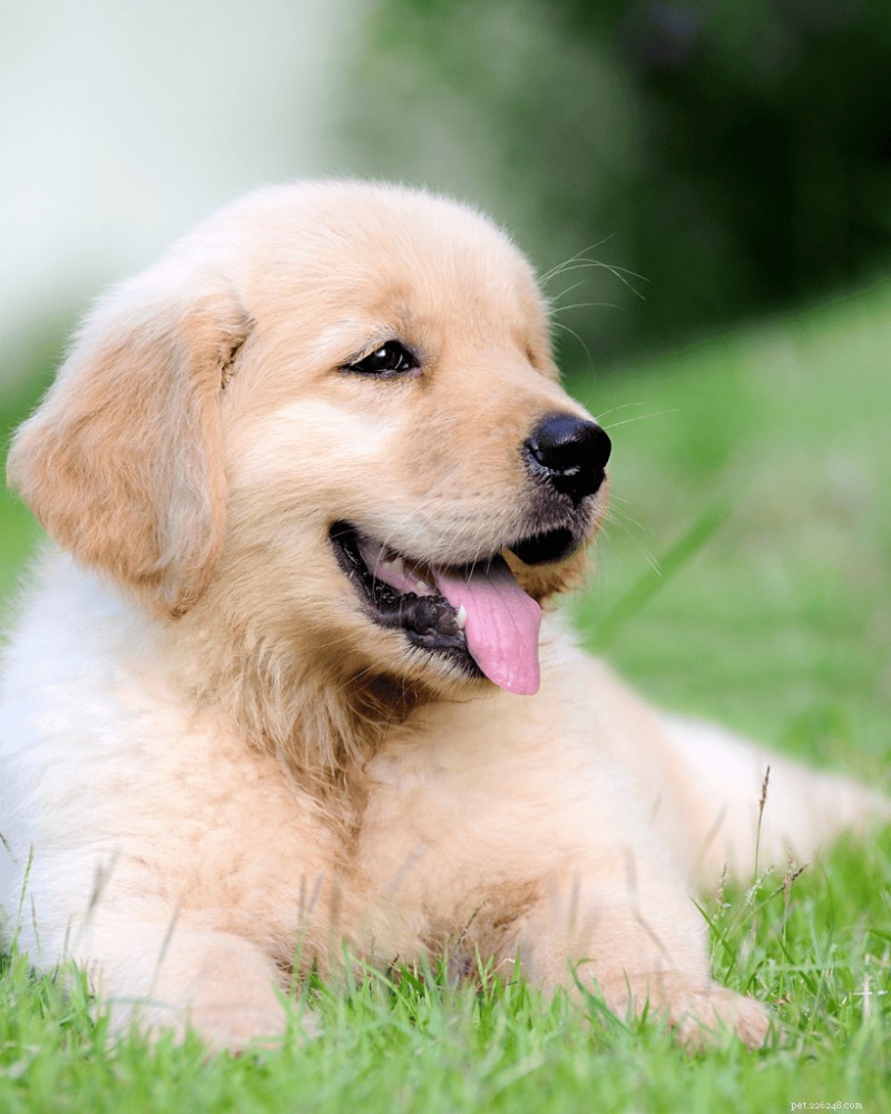 Creëer een veilige puppyspeelren:de stapsgewijze handleiding van Pro Trainer 