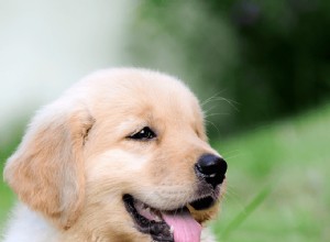 Create a Safe Puppy Play Pen: Pro Trainer s Step-by-Step Guide