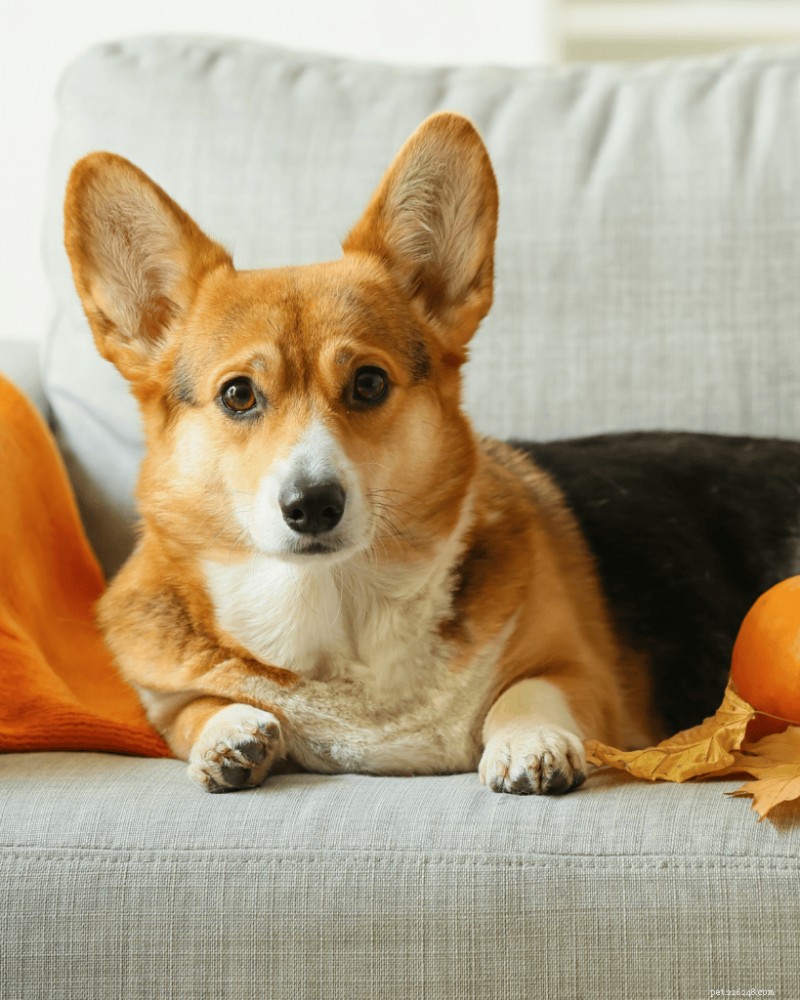 Creëer een veilige puppyspeelren:de stapsgewijze handleiding van Pro Trainer 