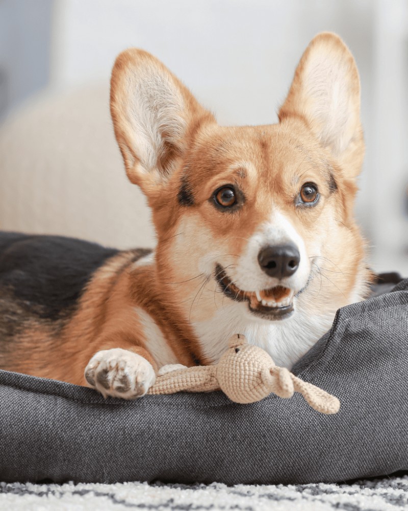 Creëer een veilige puppyspeelren:de stapsgewijze handleiding van Pro Trainer 