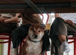 Train Your Dog to Eat at the Table: Proper Table Manners & No Begging